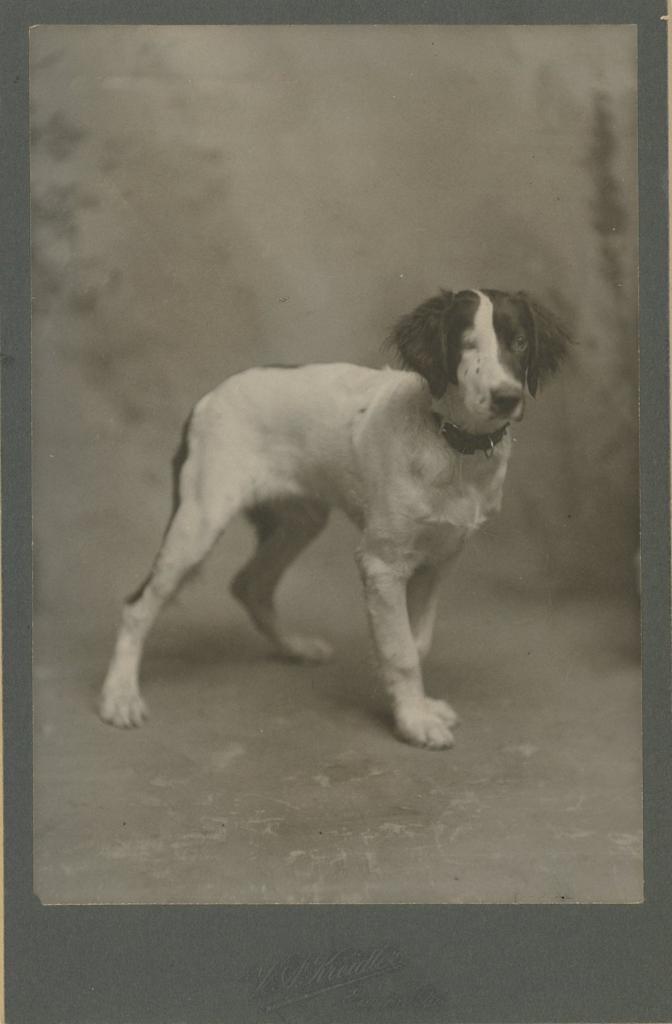 Click here to see the details of this item