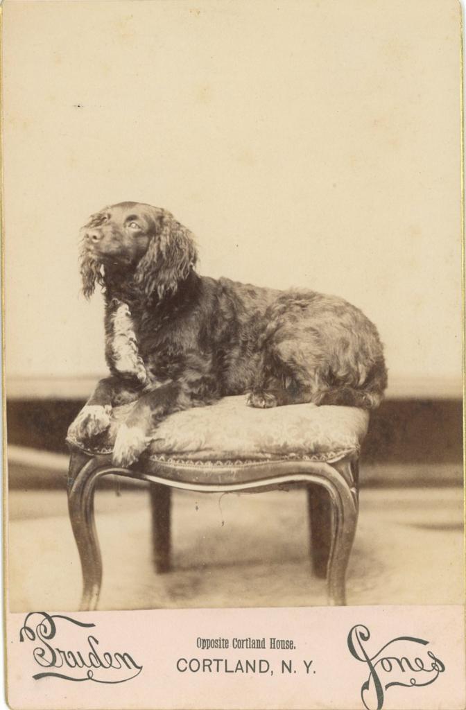 Click here to see the details of this item