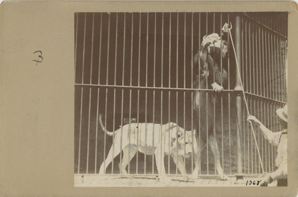 Click here to see the details of this item