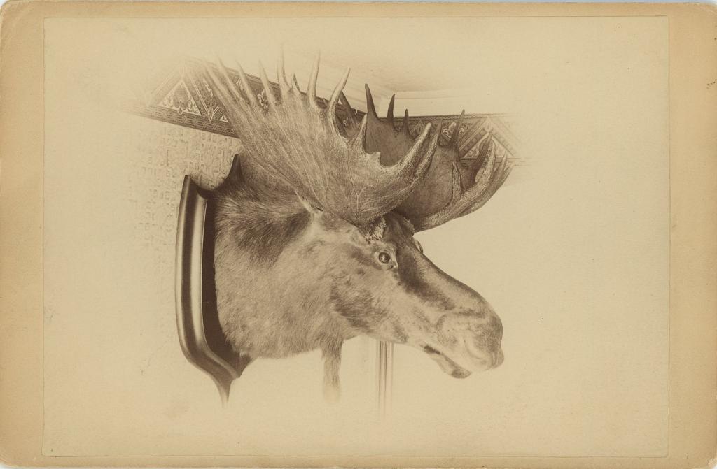 Click here to see the details of this item